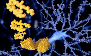Химерный белок удаляет амилоидные бляшки при болезни Альцгеймера